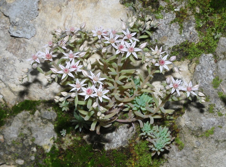 Sedum hispanicum / Borracina glauca